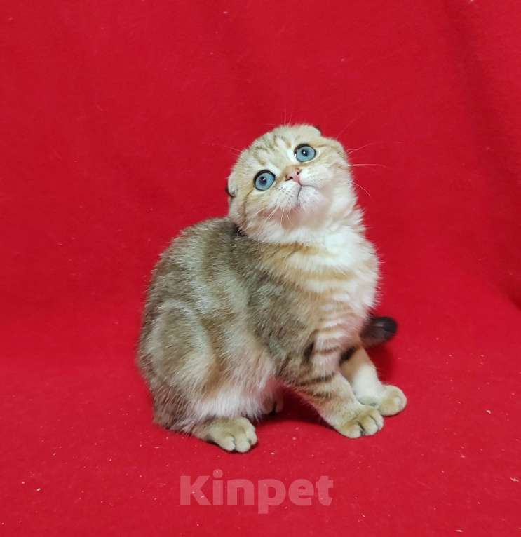 Кошки в Москве: Вислоухая золотая мраморная кошечка Девочка, 15 000 руб. - фото 9