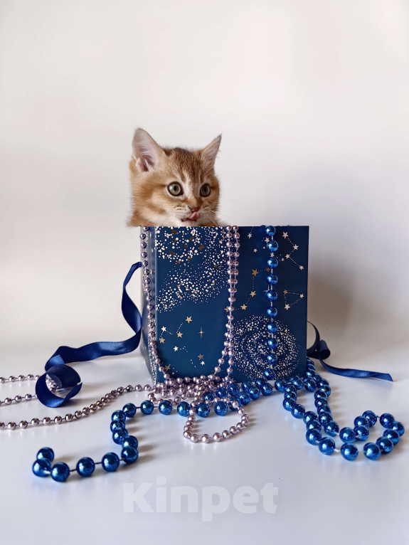 Кошки в Москве: Шотландский котик золотой тикированный  Мальчик, 28 000 руб. - фото 6