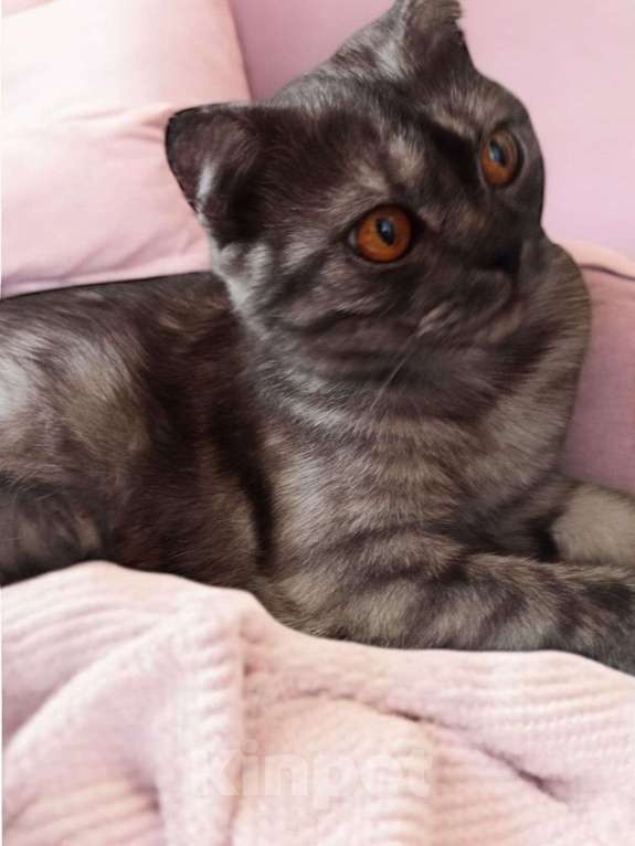 Кошки в других городах Московской области: Шотландочка Девочка, 900 руб. - фото 4