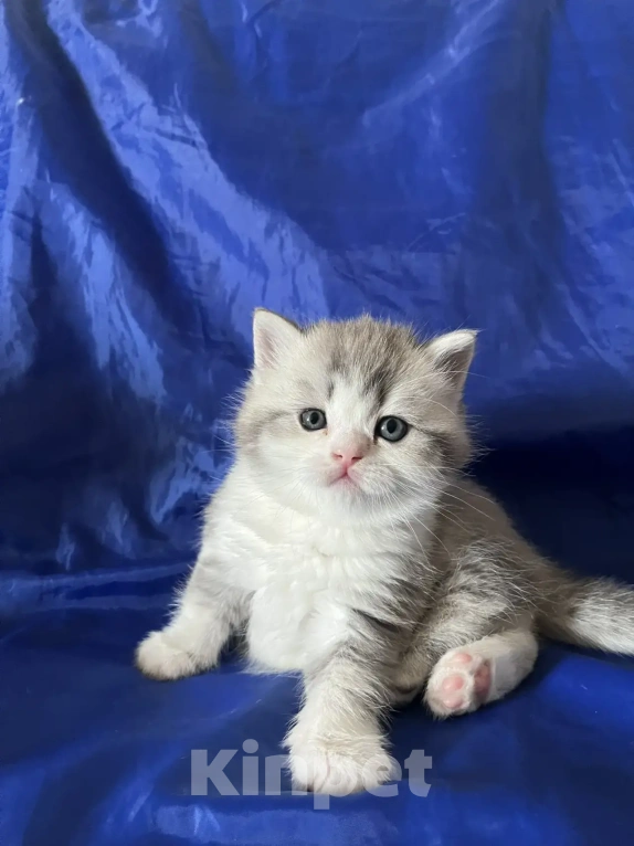 Кошки в Новосибирске: Продам шотландских котят Разнополые, Бесплатно - фото 6