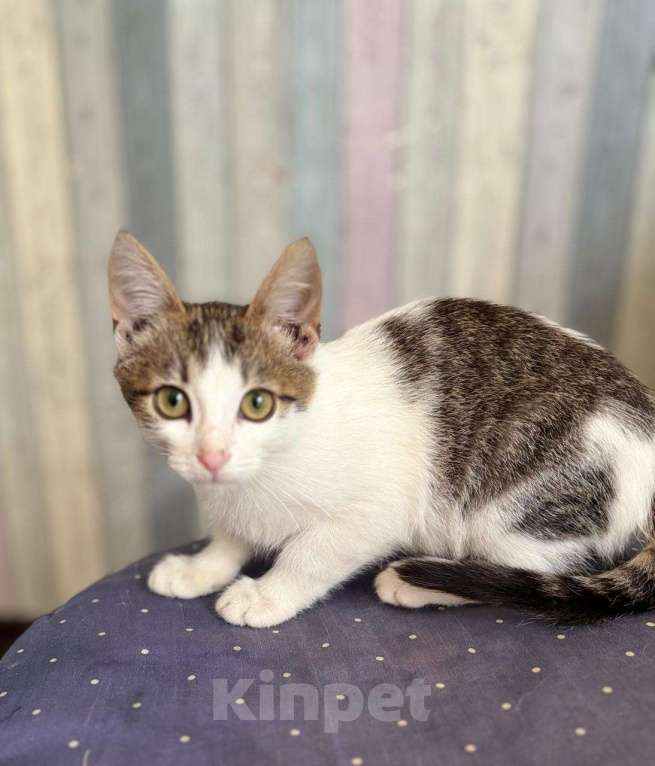 Кошки в Москве: Очень красивые котята (5 мес.) в добрые руки Девочка, Бесплатно - фото 4