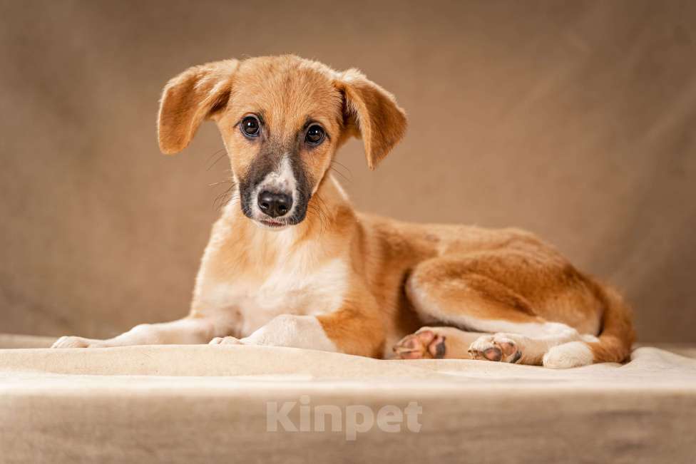 Собаки в Клине: Нимфа — скромная собачка Девочка, Бесплатно - фото 4