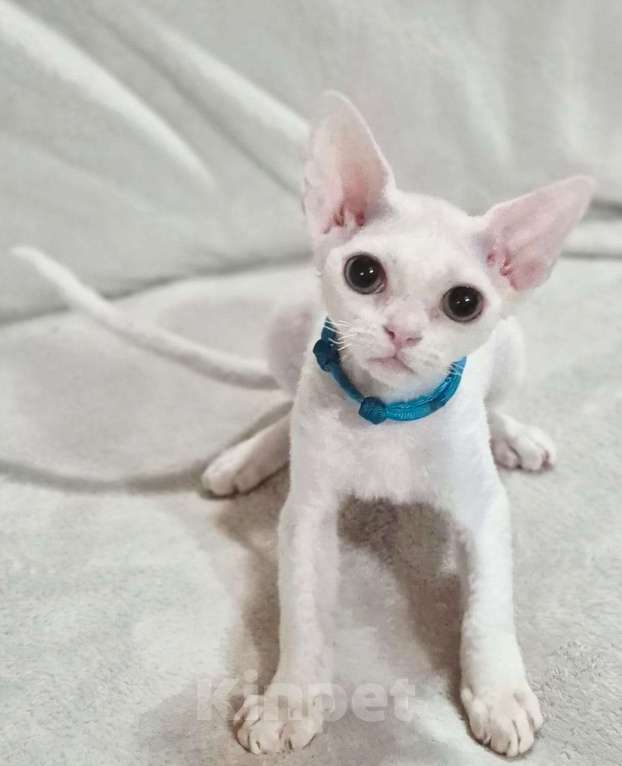 Кошки в Москве: Девончик белый Мальчик, Бесплатно - фото 3