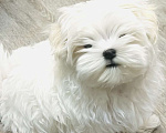 Собаки в Барнауле: Мальтийская болонка Мальчик, 55 000 руб. - фото 2
