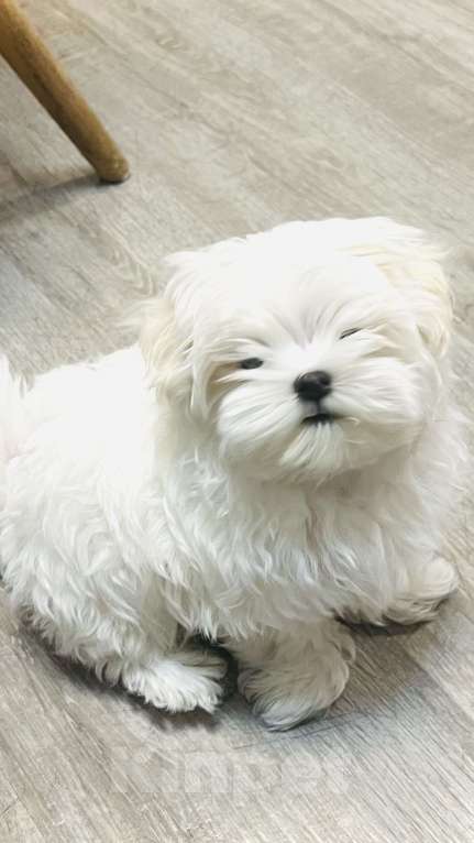 Собаки в Барнауле: Мальтийская болонка Мальчик, 55 000 руб. - фото 2