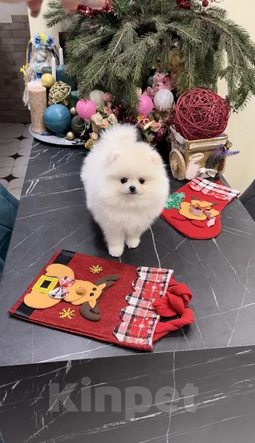 Собаки в Москве: Померанские щенки шпица SUPER VIP mini (мишка) Мальчик, 30 000 руб. - фото 5