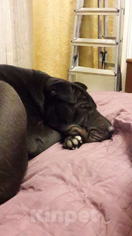 Собаки в Москве: Метис шарпея в добрые руки  Мальчик, Бесплатно - фото 2