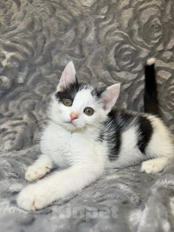 Кошки в Раменском: Мальчишка котенок 2 месяца Мальчик, Бесплатно - фото 1