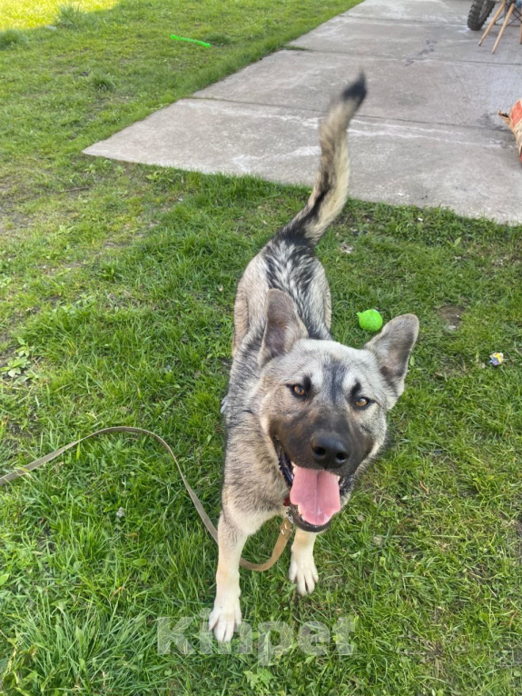 Собаки в других городах Ленинградской области: Милый волчонок Атари Мальчик, 100 руб. - фото 4