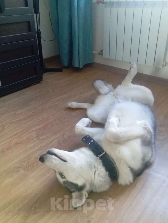 Собаки в Челябинске: Отдам Хаски Девочка, Бесплатно - фото 3