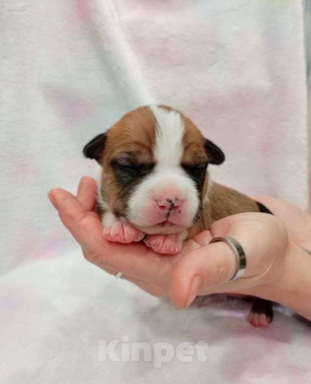 Собаки в Москве: Шикарная девочка амстаффа  Девочка, 40 000 руб. - фото 3