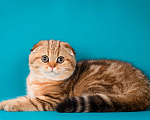 Кошки в Щербинке: золотая мраморная кошечка Девочка, 25 000 руб. - фото 7