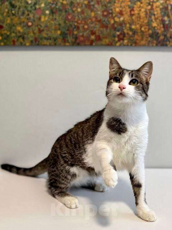 Кошки в Солнечногорске: Кошка-ягодка Морошка Девочка, Бесплатно - фото 8