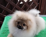 Собаки в Сочи: Девочки-помераночки Девочка, Бесплатно - фото 2