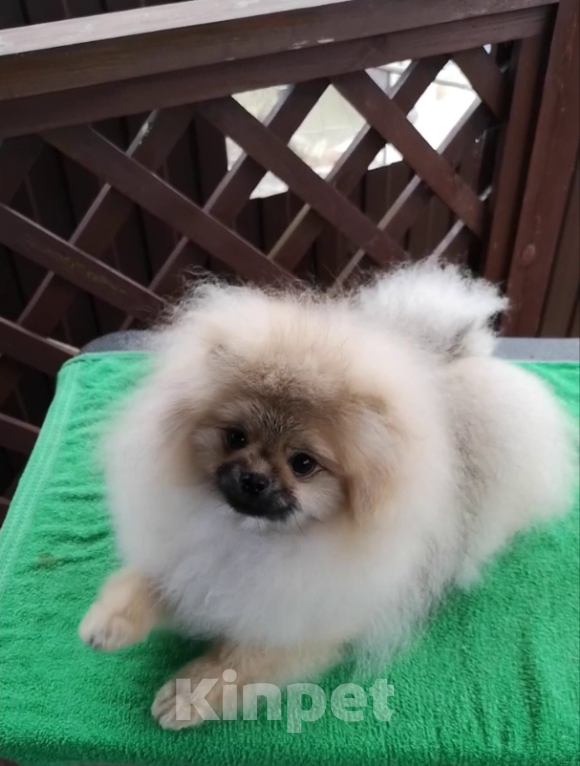 Собаки в Сочи: Девочки-помераночки Девочка, Бесплатно - фото 2