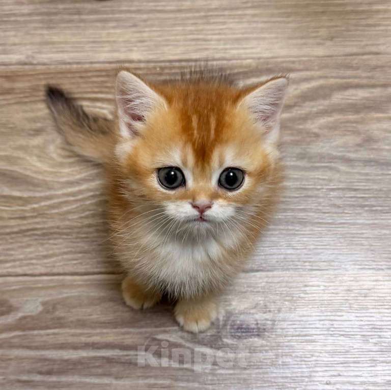 Кошки в Москве: Купидон Мальчик, 70 000 руб. - фото 1