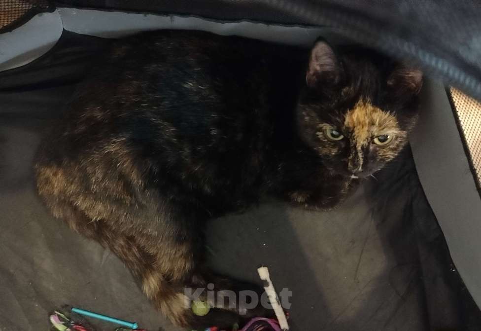 Кошки в Мурином: Отдам кошечку в добрые руки Девочка, Бесплатно - фото 3