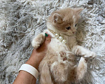 Кошки в Сочи: Отдам котенка 1,5 месяца, мальчик . Находится в Красной поляне Мальчик, Бесплатно - фото 1