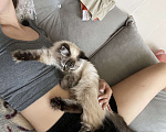 Кошки в Красноярске: Продам кошку Девочка, 5 000 руб. - фото 4