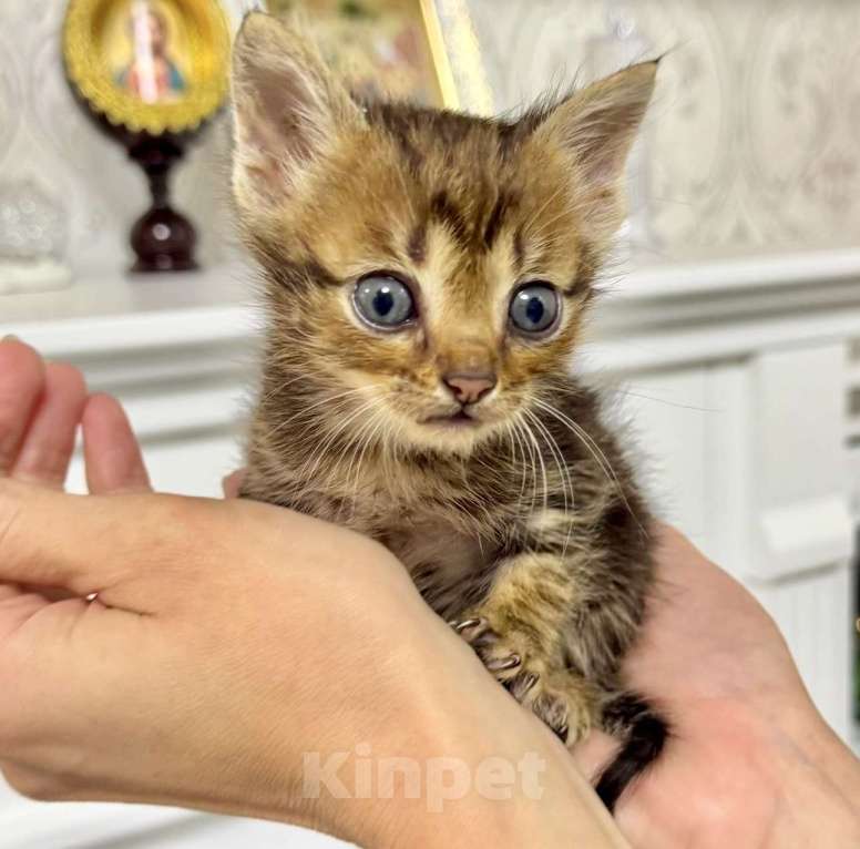 Кошки в Краснодаре: Котята в добрые руки. Мальчик, Бесплатно - фото 5