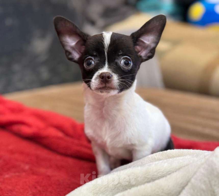 Собаки в Балашихе: Красивый мальчик Мальчик, 20 000 руб. - фото 3