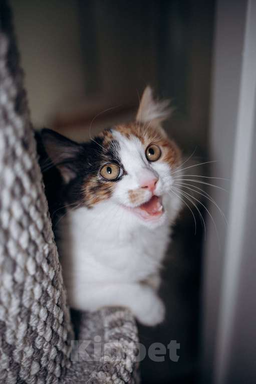 Кошки в Москве: Классная кошечка ищет дом Девочка, Бесплатно - фото 3