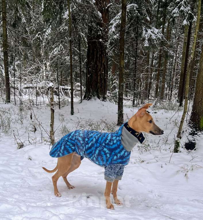 Собаки в Кубинке: Щенок уиппета Мальчик, 50 000 руб. - фото 4