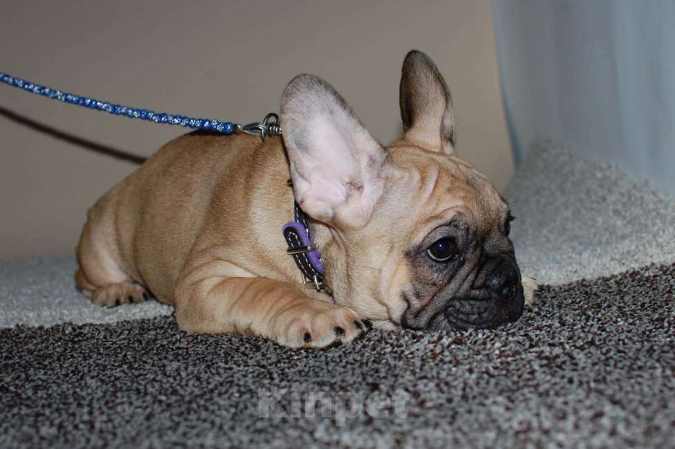 Собаки в Москве: Мальчик французского бульдога  Мальчик, 50 000 руб. - фото 2