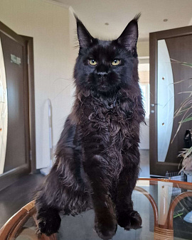 Объявление: Котёнок Мейн-кун, 25 000 руб., Пенза
