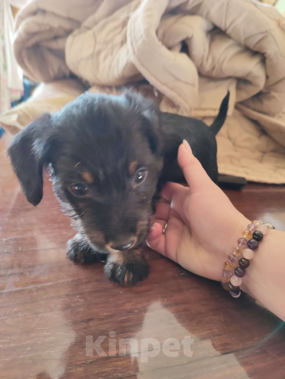 Собаки в других городах Рязанской области: Щенки дорки Мальчик, 3 000 руб. - фото 1