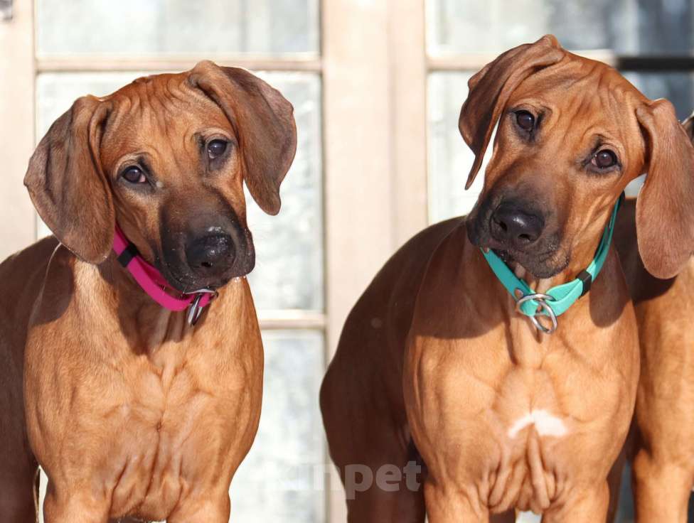 Собаки в Москве: Щенки родезийского риджбека  Девочка, Бесплатно - фото 3