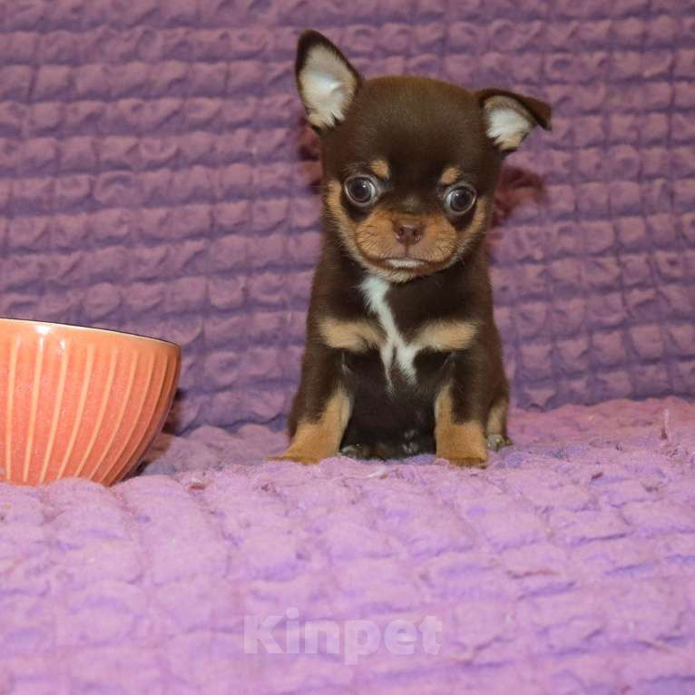 Собаки в Москве: Элитный мальчик чихуа Мальчик, 150 000 руб. - фото 6
