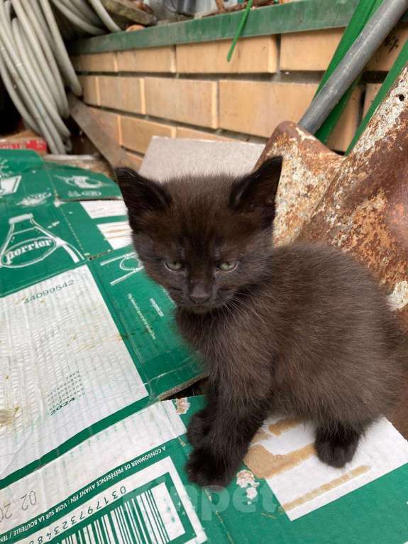 Кошки в других городах Московской области: Мика, котёнок мальчик 1,5 месяца в добрые руки, проведена обработка от глистов. Мальчик, Бесплатно - фото 1
