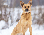 Собаки в Москве: Рыжая Фокси ищет дом Девочка, Бесплатно - фото 8