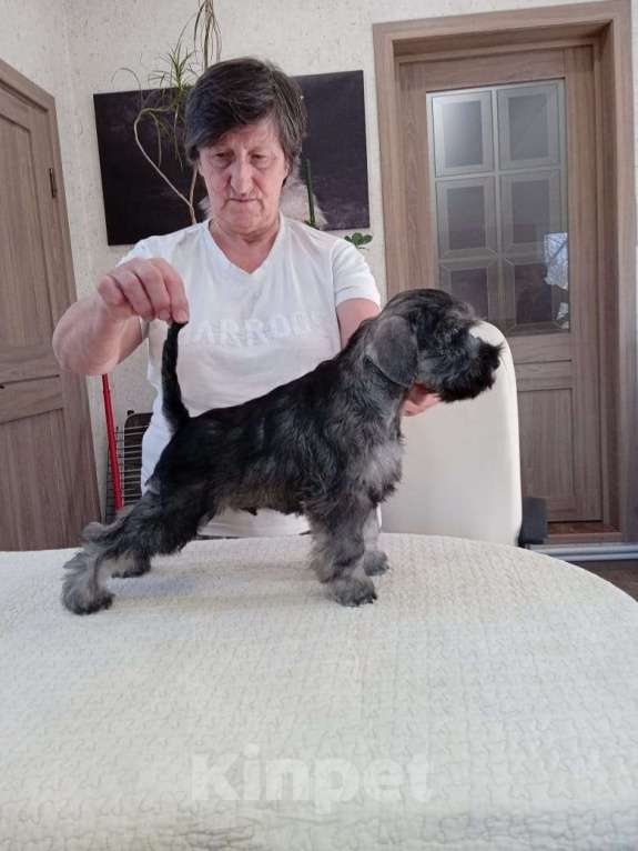 Собаки в Москве: Отличный по всем качествам и уверенный по характеру цвергшнауцеренок Мальчик, 75 000 руб. - фото 5