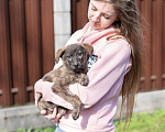 Собаки в Москве: Тигровая девочка в добрые руки Девочка, Бесплатно - фото 2