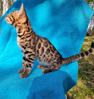Объявление: котенок   леопард , 15 000 руб., Омск