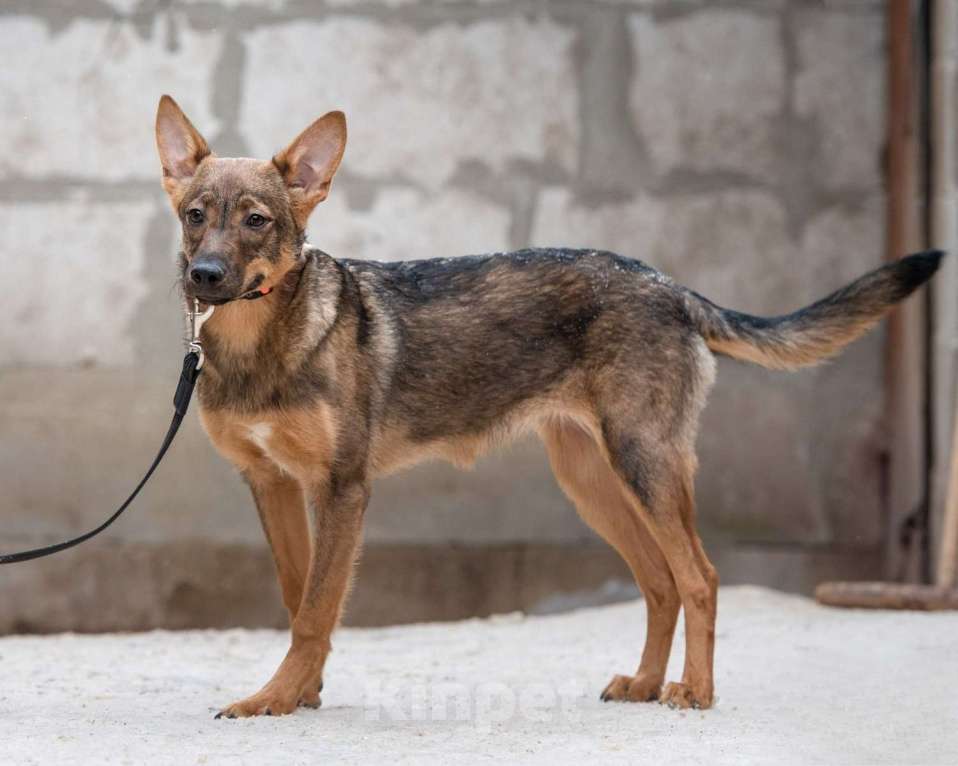 Собаки в Москве: Мира - лучшая собака в мире Девочка, Бесплатно - фото 2