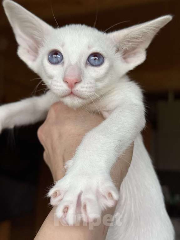 Кошки в Раменском: Ориентальный котенок Девочка, 70 000 руб. - фото 2