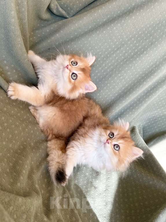 Кошки в Москве: Котики , котята  Мальчик, 30 000 руб. - фото 7