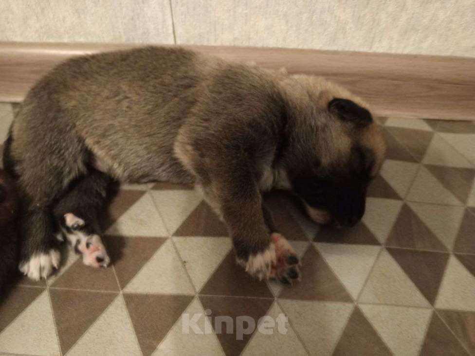 Собаки в Котласе: Щенята от умной овчарки  Мальчик, Бесплатно - фото 1