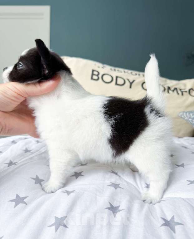 Собаки в Москве: Красавчик мальчик  Мальчик, 50 000 руб. - фото 4