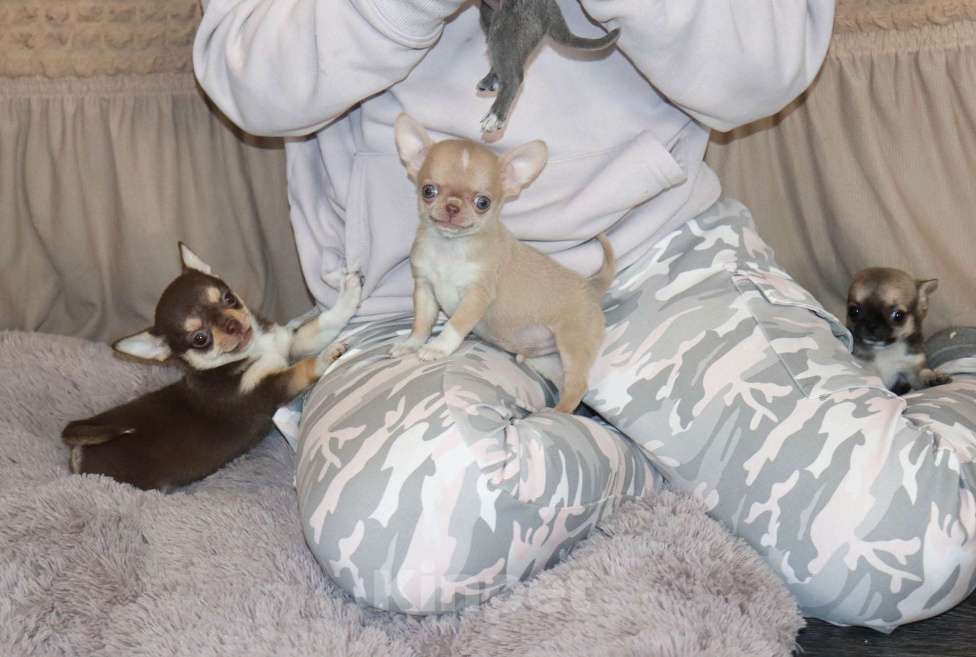 Собаки в Москве: Супер красавчик С мордочкой Бэби-Фэйс Мальчик, 100 000 руб. - фото 3