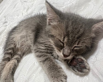 Кошки в Нижнекамске: Отдам котёнка в добрые руки Девочка, Бесплатно - фото 1