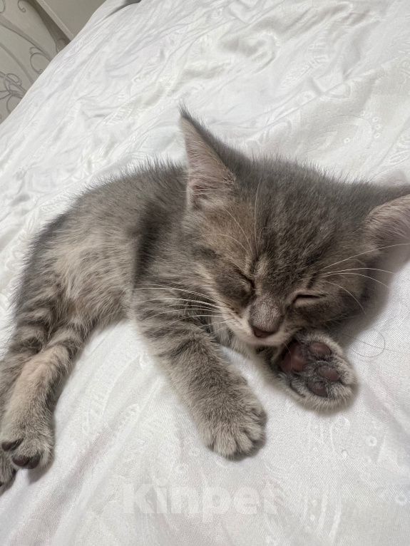 Кошки в Нижнекамске: Отдам котёнка в добрые руки Девочка, Бесплатно - фото 1