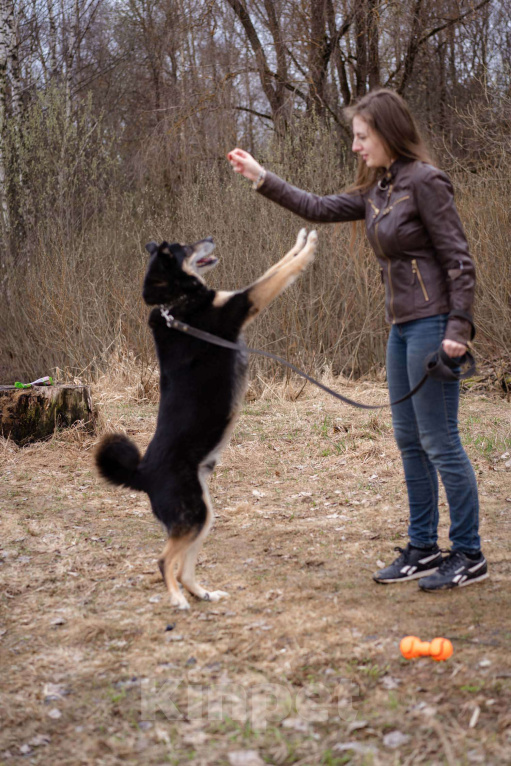 Собаки в Москве: Бывшедомашний пёсик в поисках нового дома Мальчик, Бесплатно - фото 2