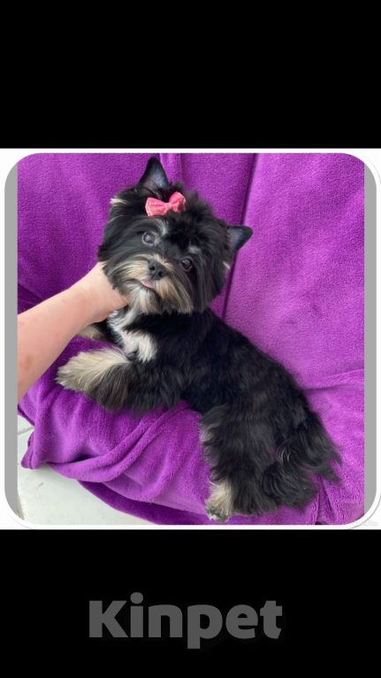 Собаки в Москве: Взрослый йорк девочка для разведения стандарт Девочка, 90 000 руб. - фото 1