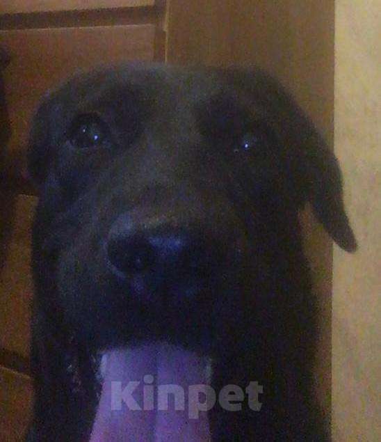 Собаки в Москве: метис лабрадора в добрые руки Девочка, Бесплатно - фото 1