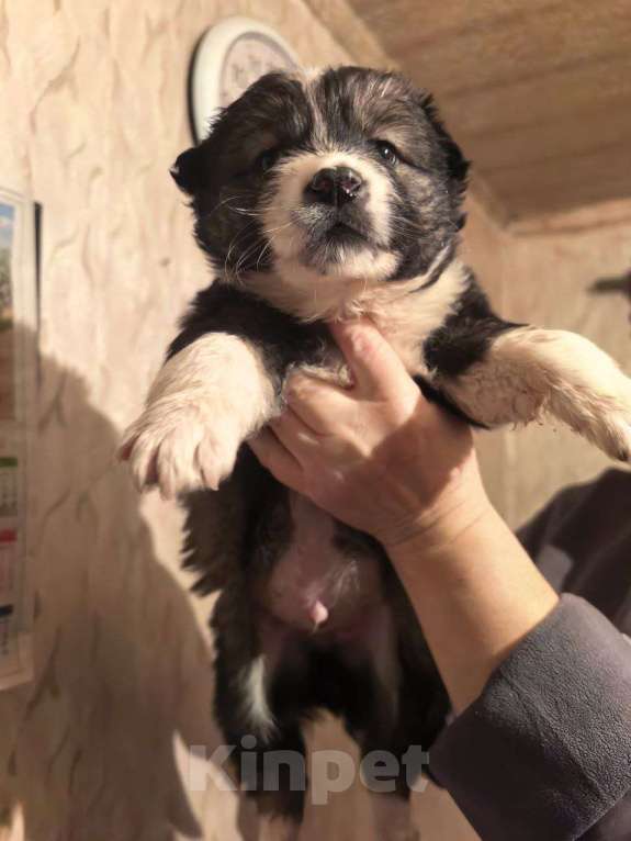 Собаки в Лебедяни: в добрые руки Мальчик, Бесплатно - фото 7