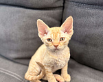Кошки в Москве: Котенок девон-рекс рыжая девочка  Девочка, 120 000 руб. - фото 2